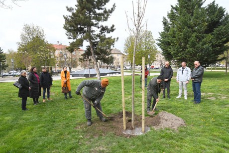 Élet, család, egészség - egy korai juhar lett 2025-ben a Születés Fája Fehérváron